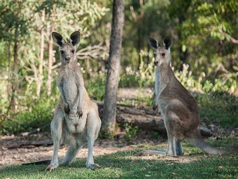 agnes water kangaroo sanctuary